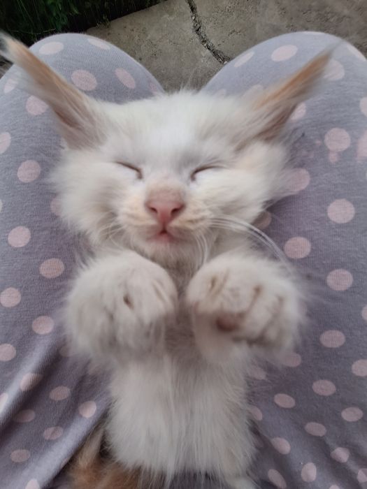 Котёнок мальчик сиамский