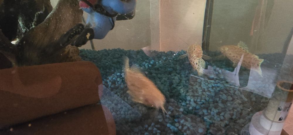 Acvariu cu pesti și accesori