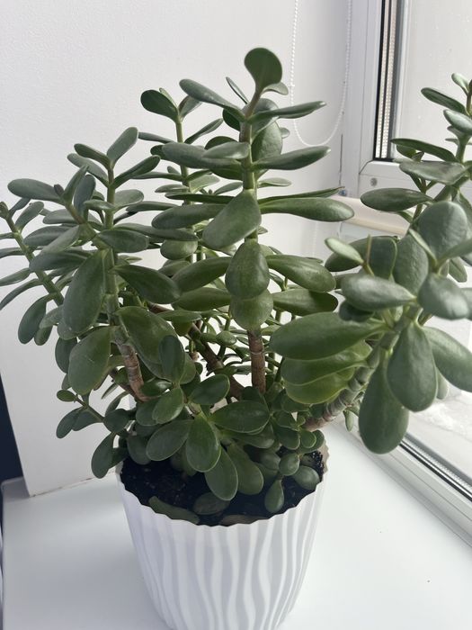 Продам комнатные цветы