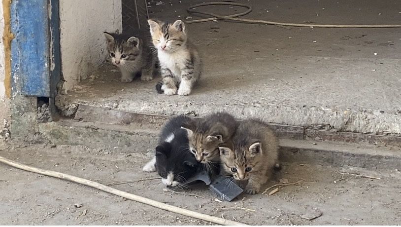 Котенки в добрые руки