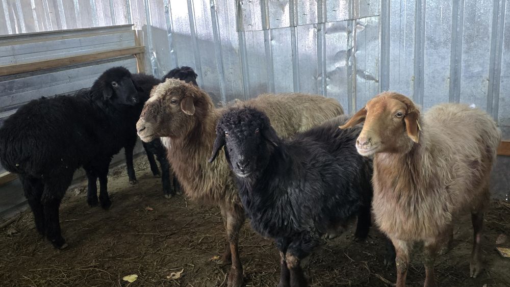 Кой токты тоқты қой