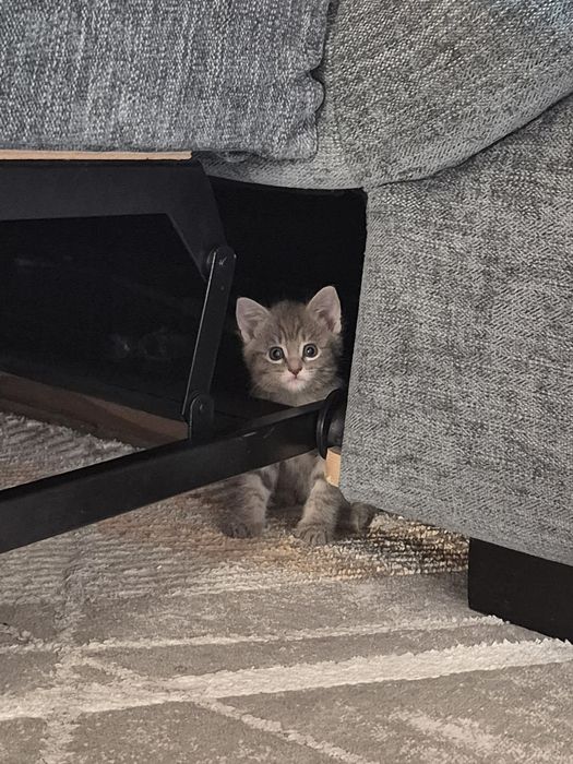 Котенок девочка продам