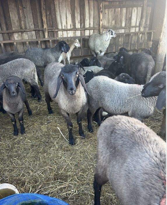 Tund Oi la domiciliu