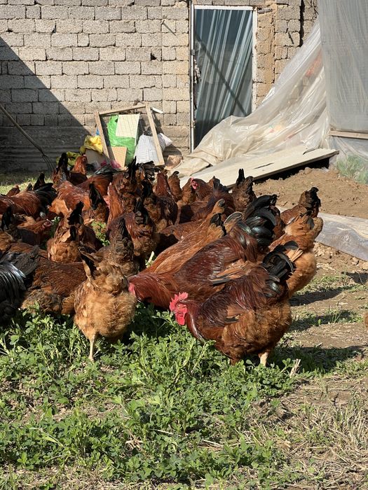 Тухум Tuxum Ханхяп тавуқларини уругланган тухуми бор инкубаторга