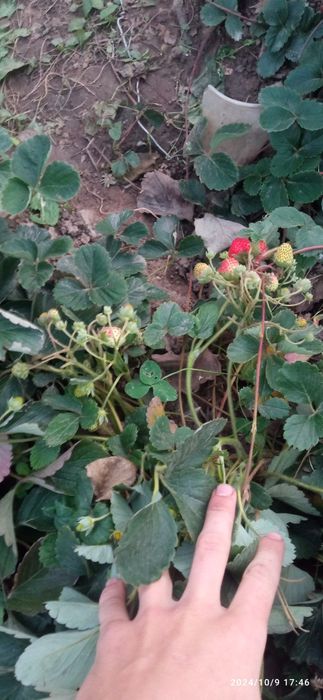 Продаю клубнику ремонтантные сорта