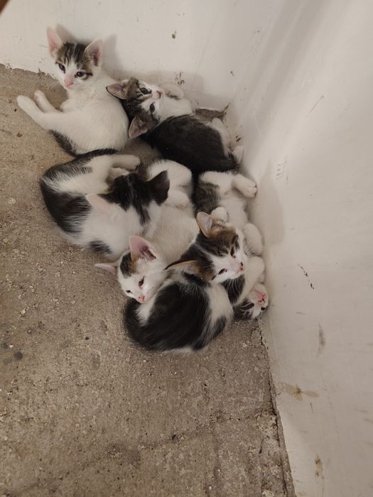 Срочно отдам даром котят