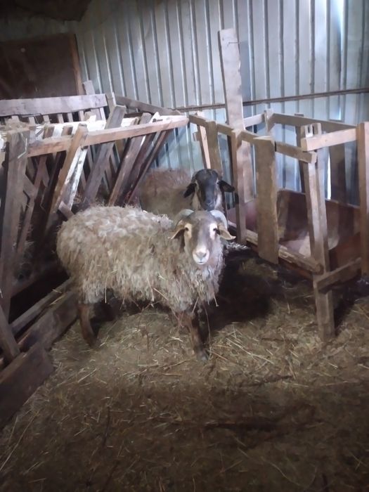 Продам баранов и овец