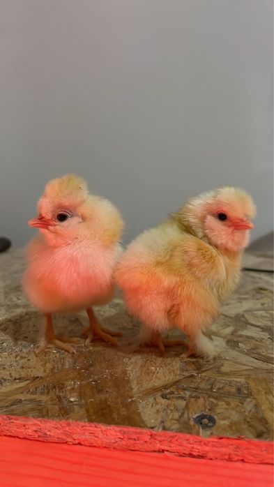 Цыплята от крупных курей