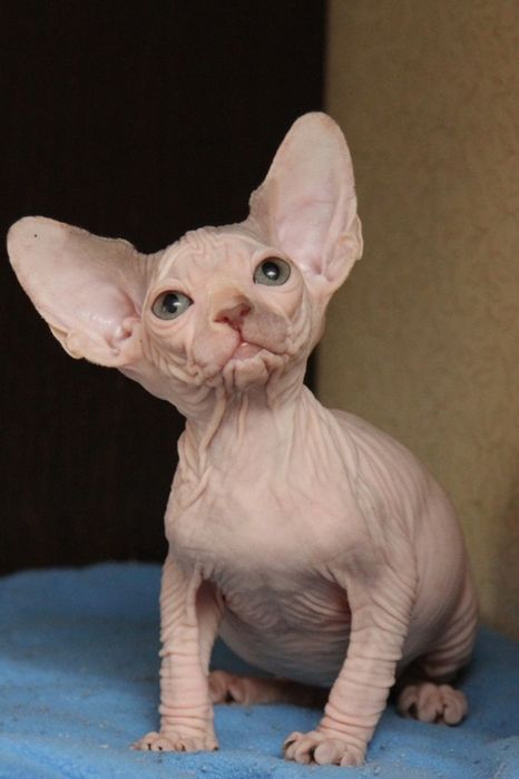 Котята канадского сфинкса