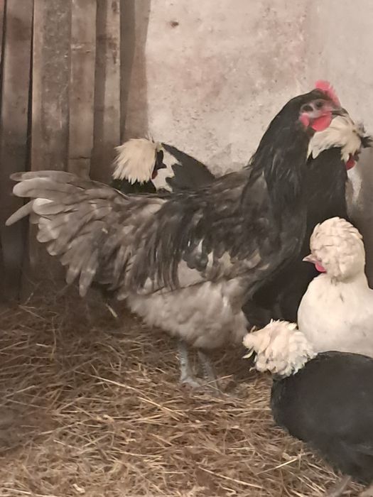 Australorp cocos