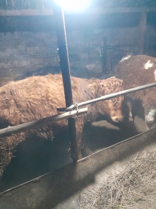 Продам бука 4 голово