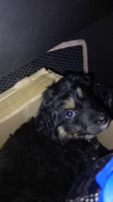 Отдам щенка в добрые руки