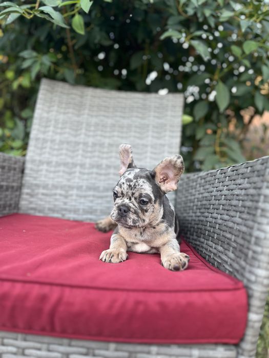 Bulldog francez merle