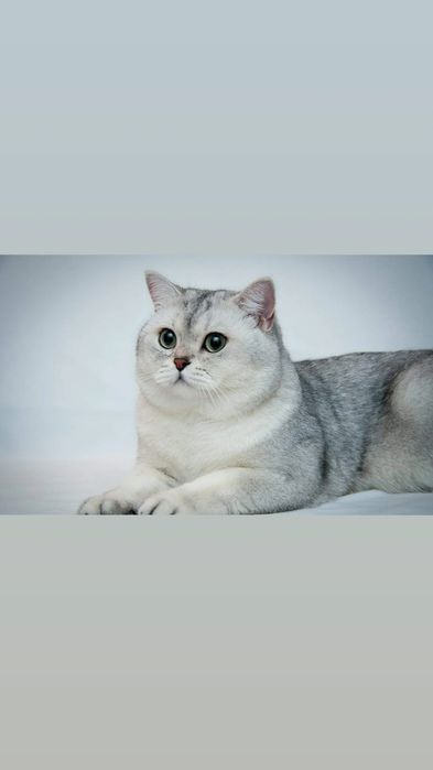 Срочно продаю. Британский короткошёрстная