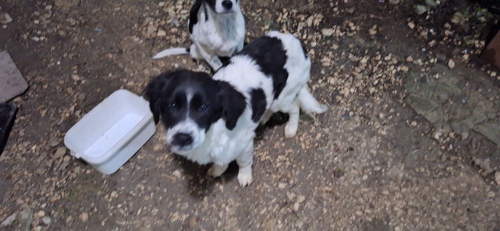 Подарявам кученца