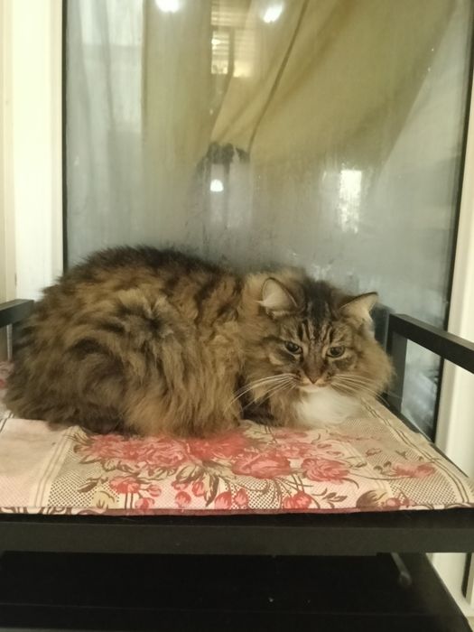 Стерилизованная кошечка 1,5 годика.