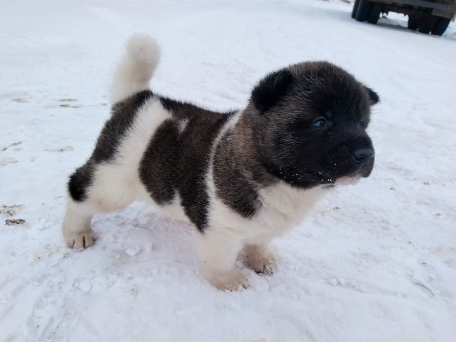 Щенки породы Американский акиты