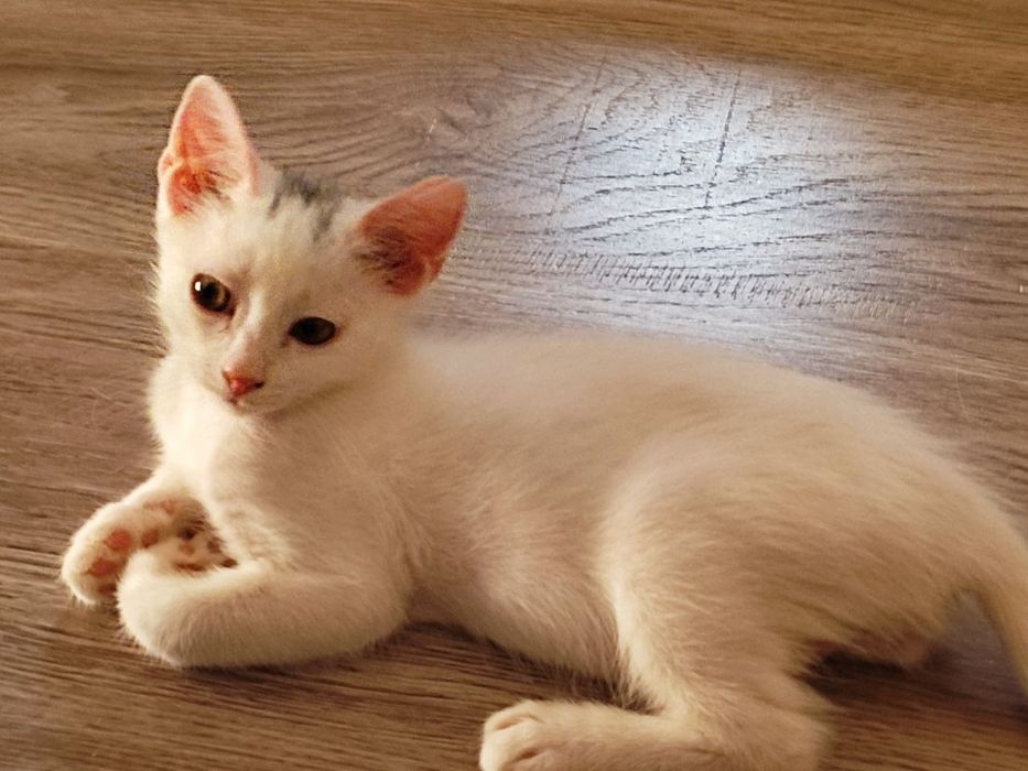 Продаётся котята