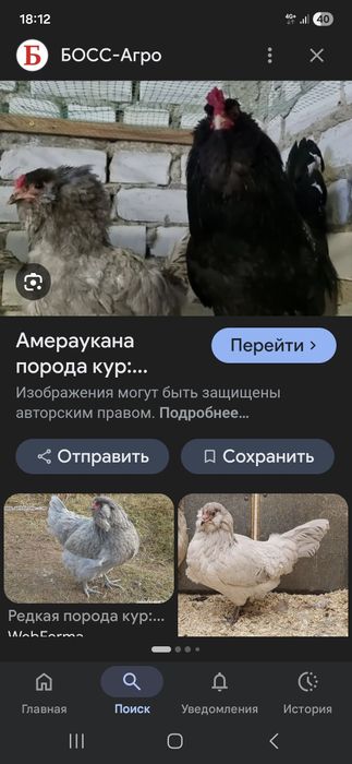 Жужа амераукана 30000минг