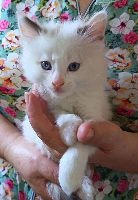 Сиамские пушистые котята ждут своего хозяина