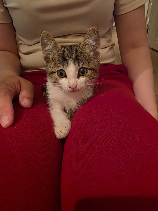 Котёнок мальчик в добрые руки