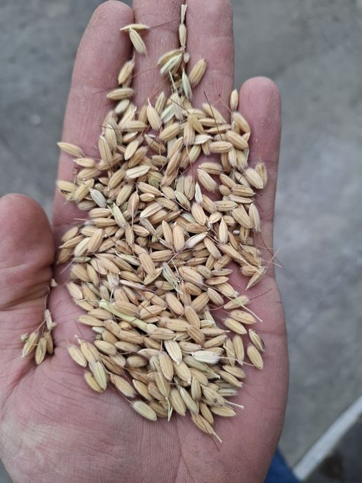 Шоли Sholi urug' тухумлик Аланга