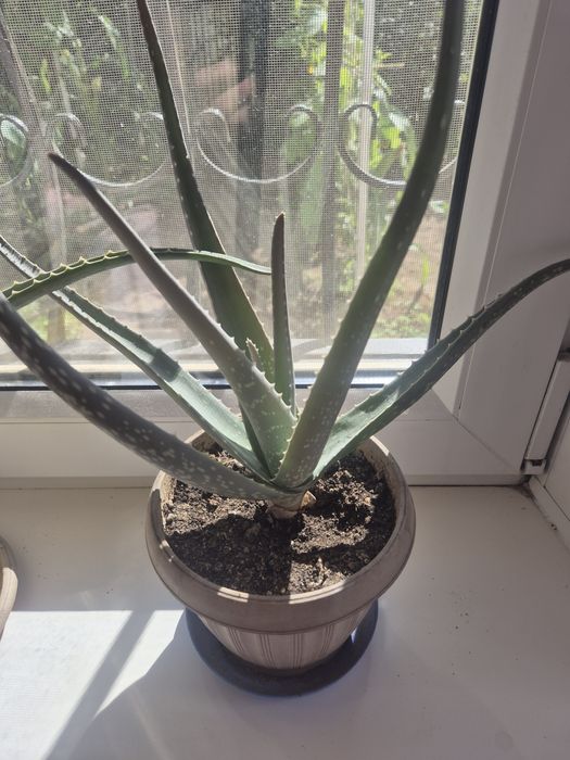 Комнатное растение