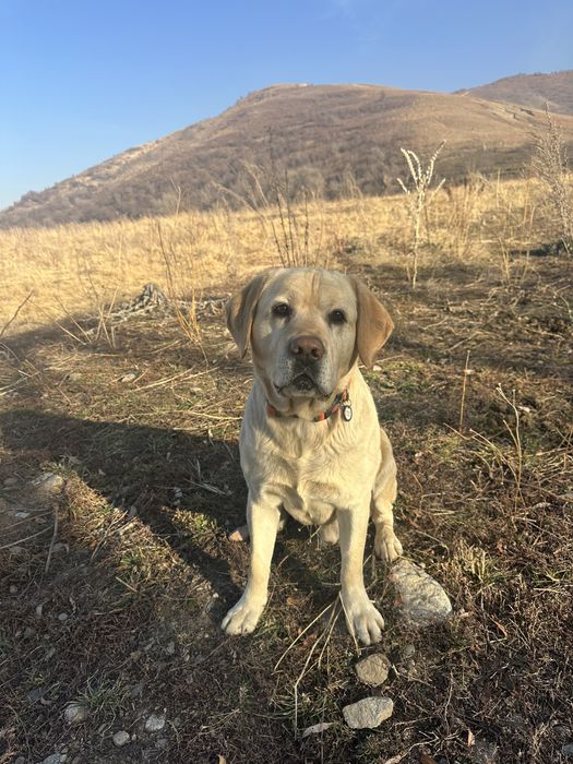 Вязка лабрадора ретривер