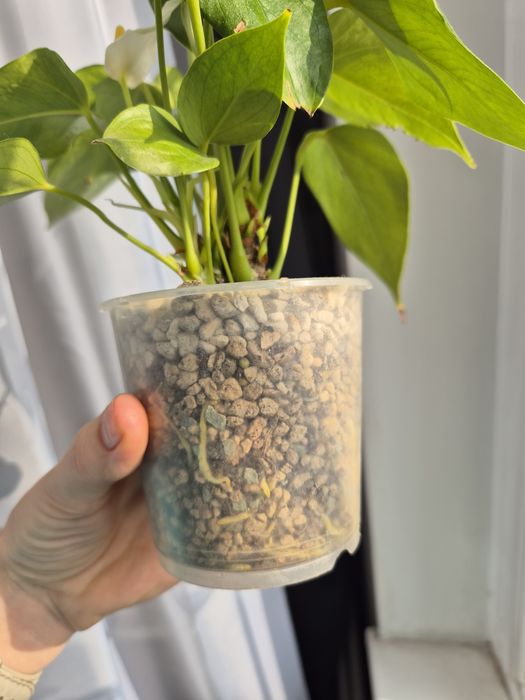 Антуриум Лили белый