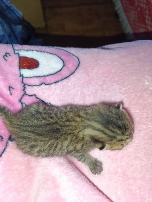 Шотландские котята