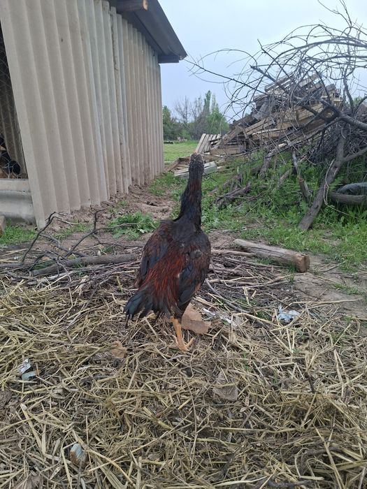 Дакан чоже кораз