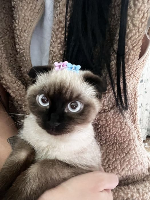 Продаются котята Scottish Fold
