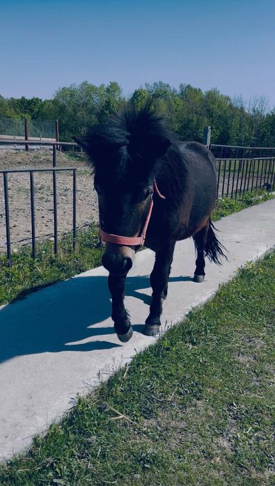 Ponei de talie medie