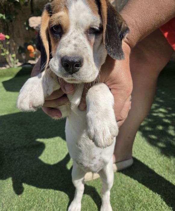 Pui beagle 3 luni
