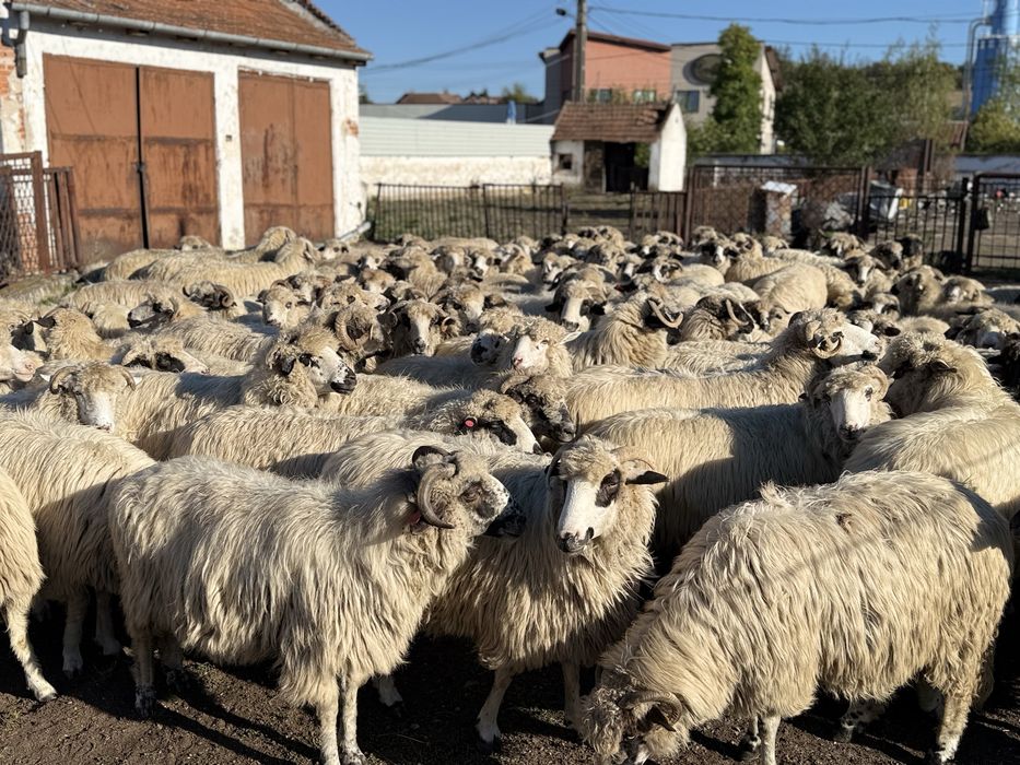 Vând 100 de oi Țurcane