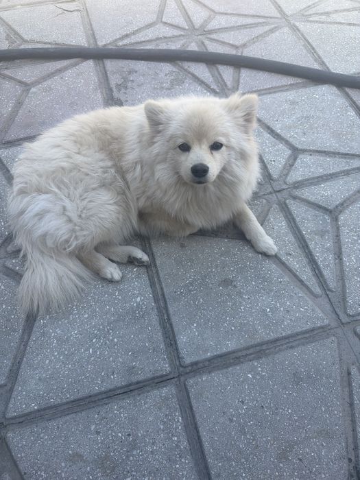 Шынка шпиц сатилады