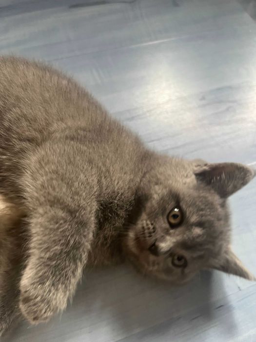 Британски късокосмести котета