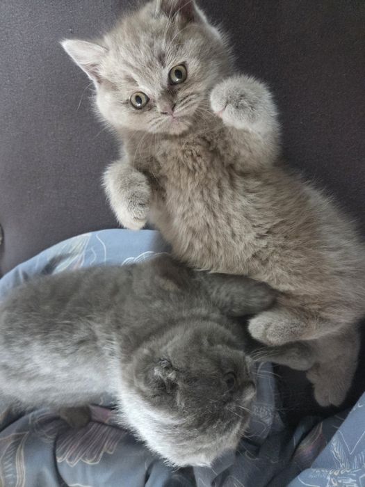 Котенца Британчета