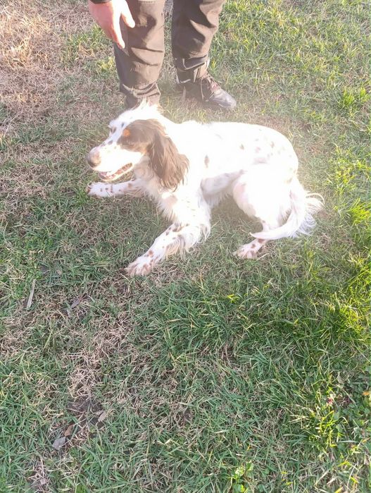 Продавам английски сетер