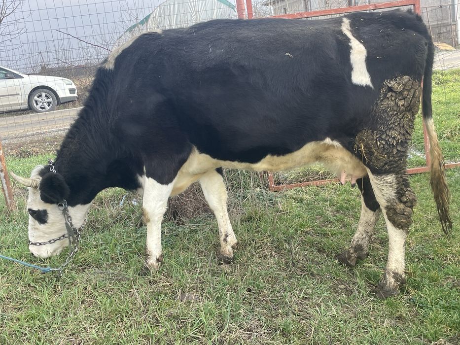 Vand vaca baltata romaneasca foarte buna de lapte