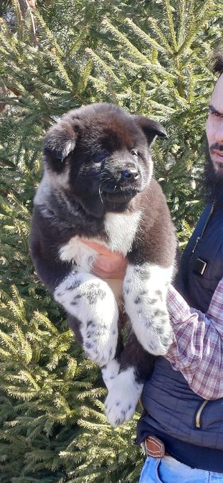 Щенки высокого класса