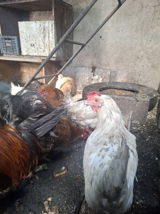 Продам курей и петухов