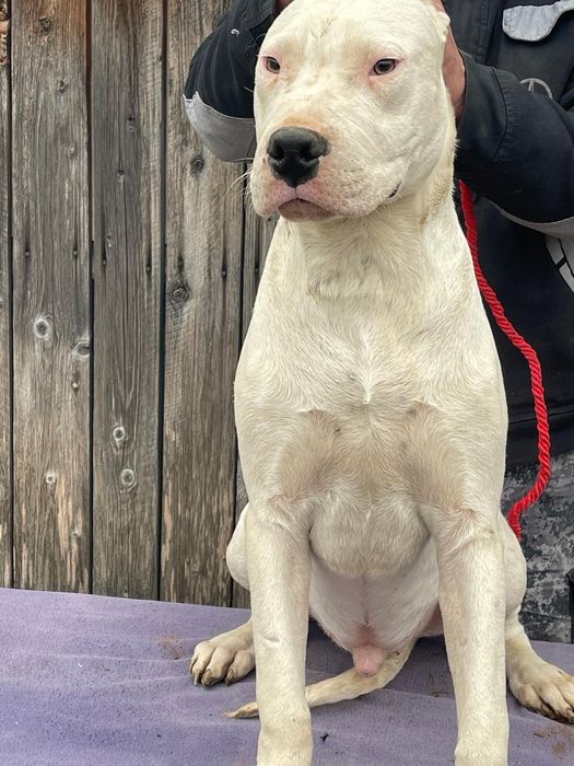 Mascul Dog Argentinian/Pedigree