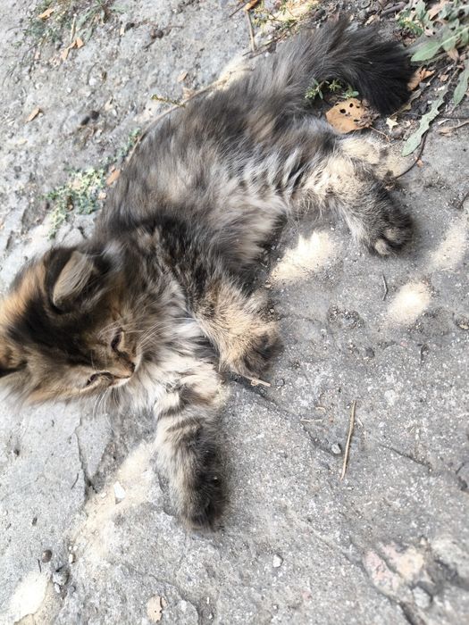 Отдам котят в хорошие руки