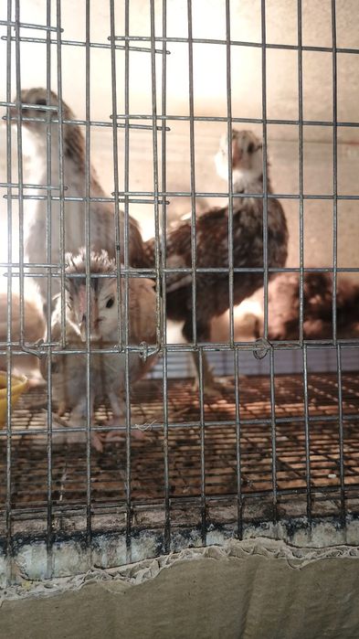 Пилета на различна възраст