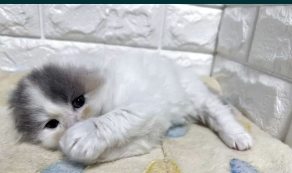Шикарные шиншиллы котята, 1.5 мес