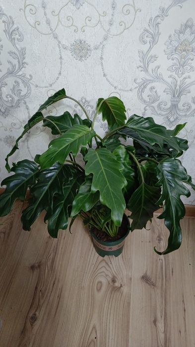 Комнатные растения