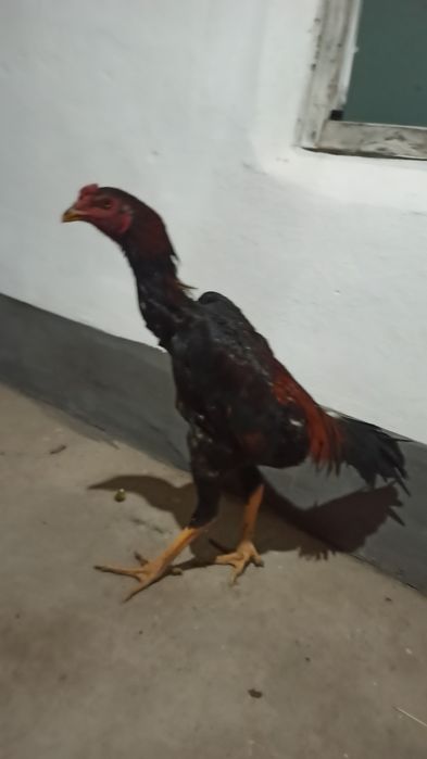 20-aprelda chiqqan joʻjalar sotiladi hali qichqirmagan