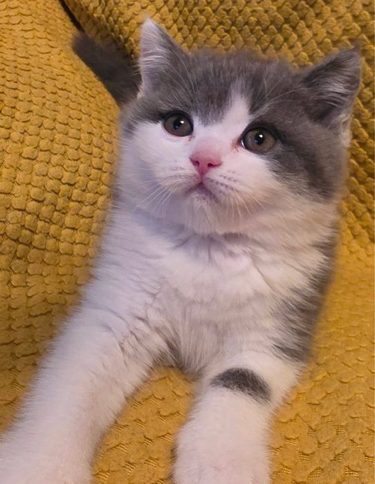 British shorthair color pedigree