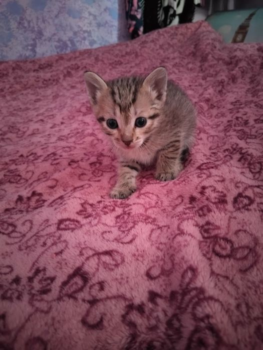 Два мальчишки в добрые руки